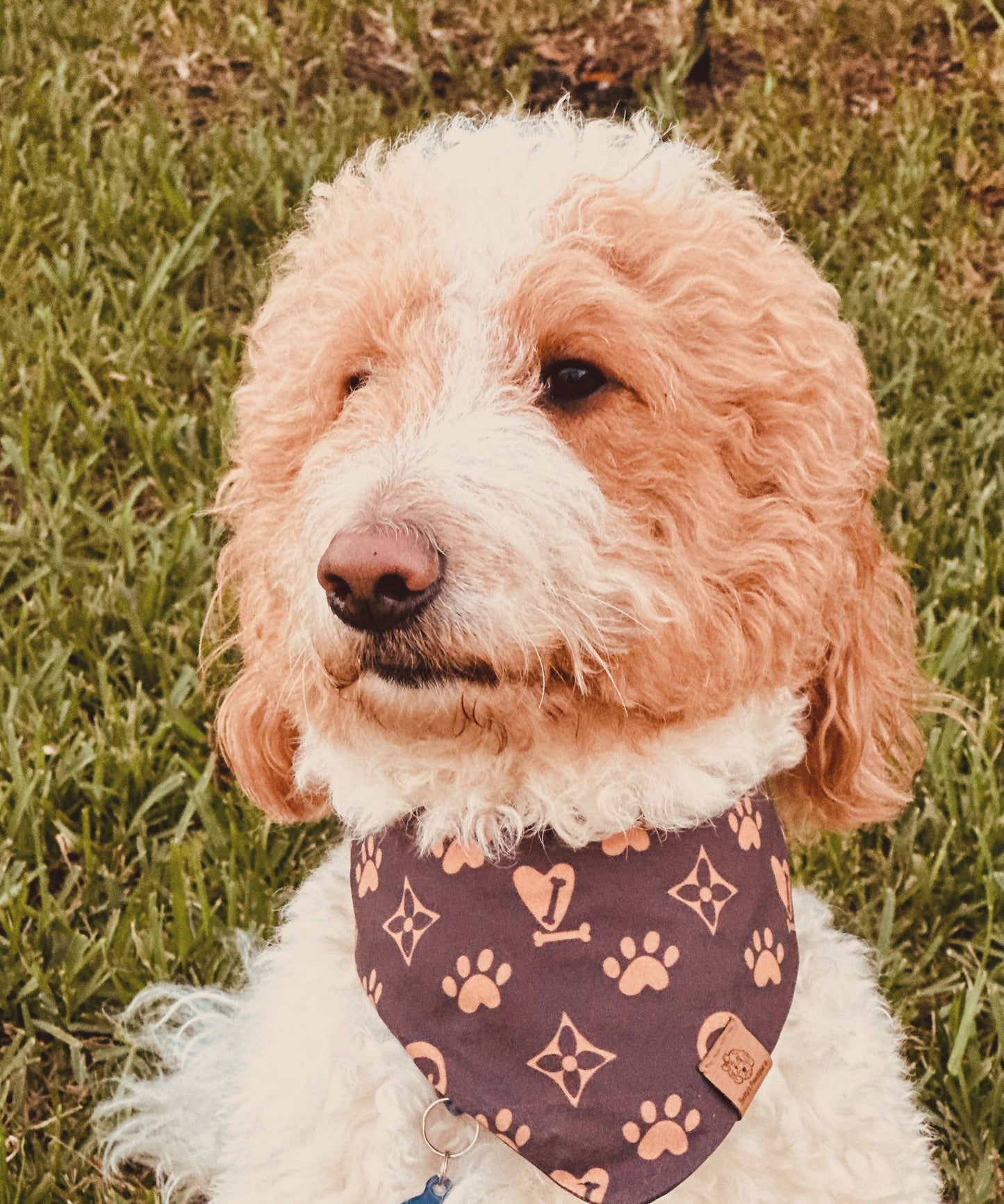Chewy Vuitton Bandana