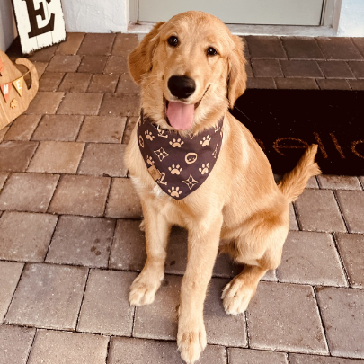 Chewy Vuitton Bandana