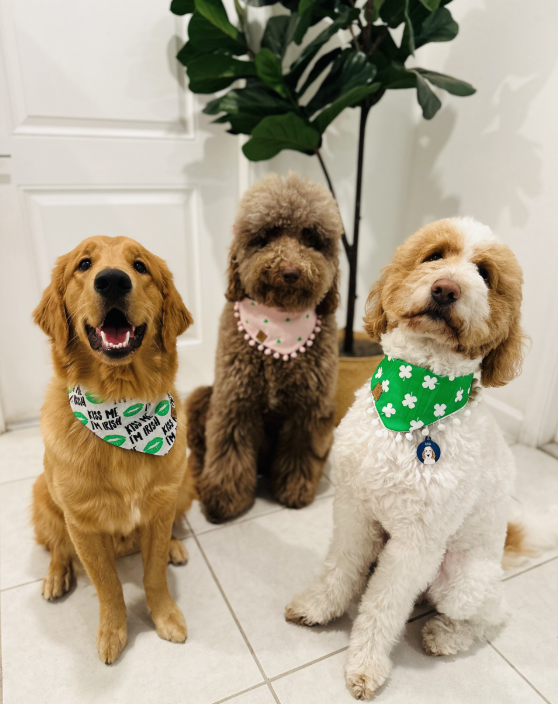 Lucky in Pink Bandana