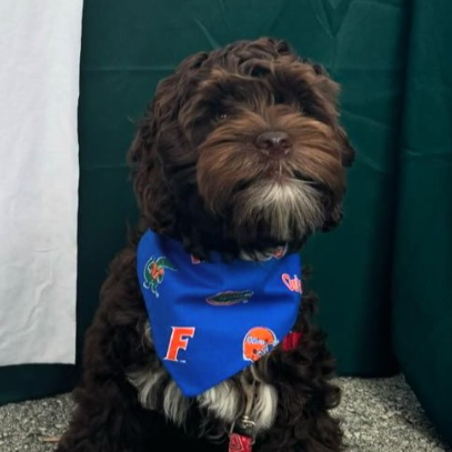 University of Florida Bandana