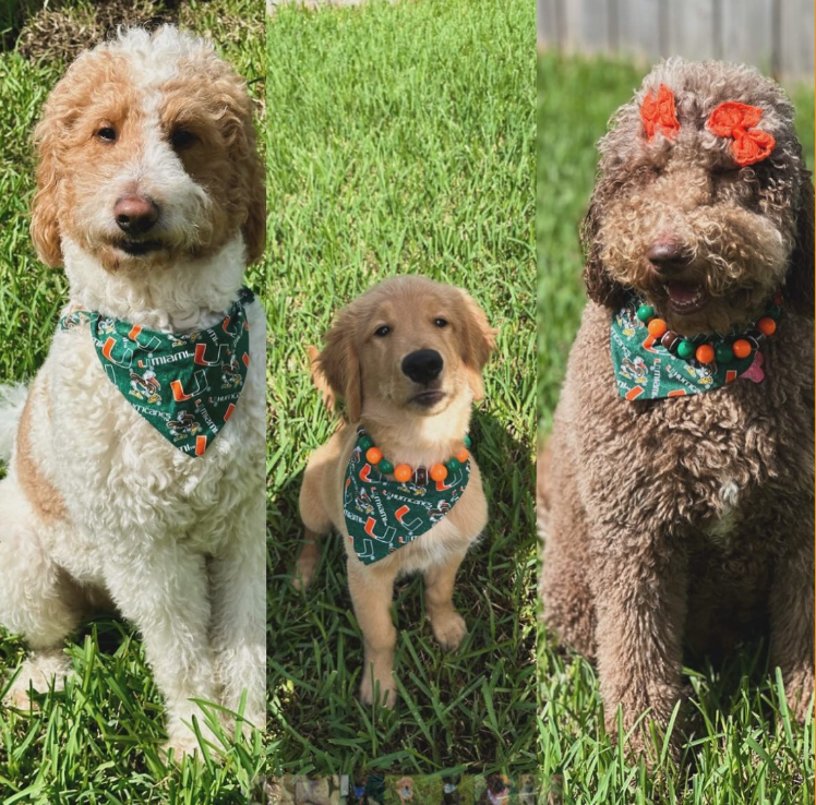 UM Bandana